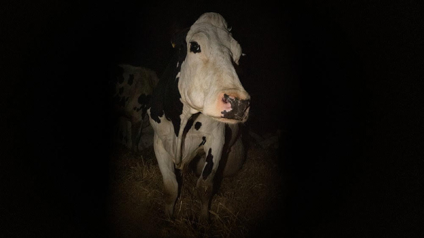"Cow" (2021), de Andrea Arnold - Divulgação