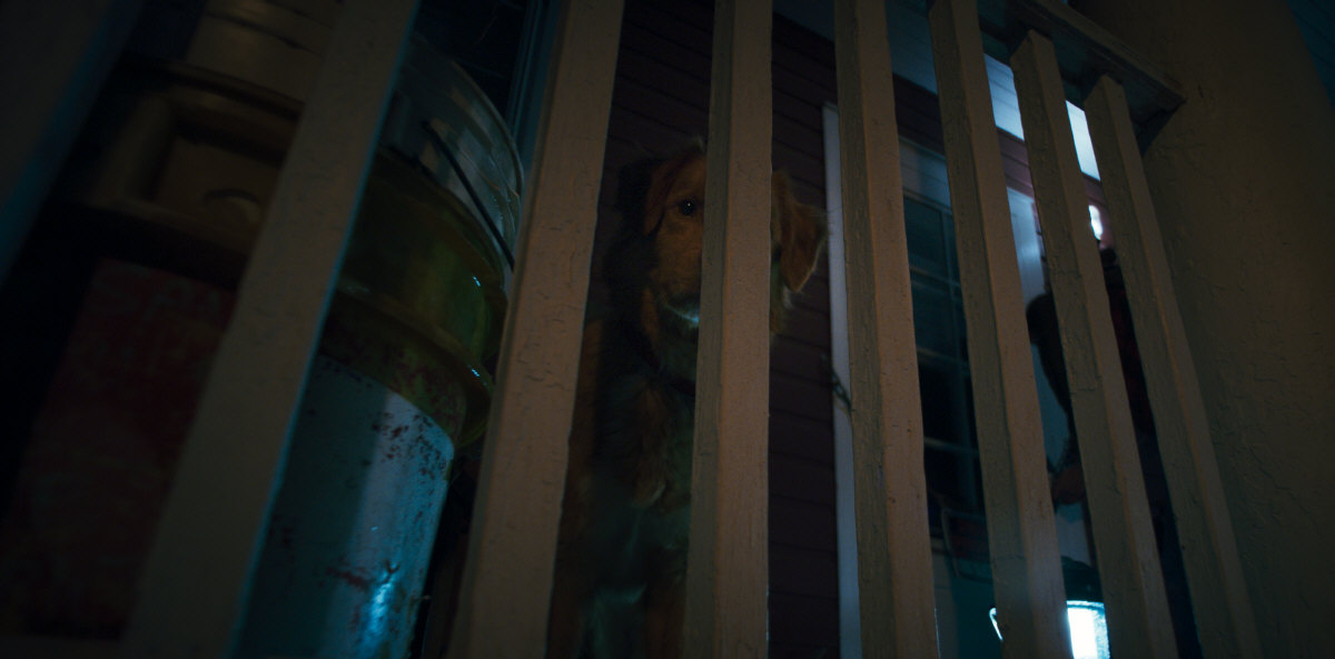 Bom Menino (Good Boy, 2025), de Ben Leonberg - Foto: Paris Filmes/Divulgação