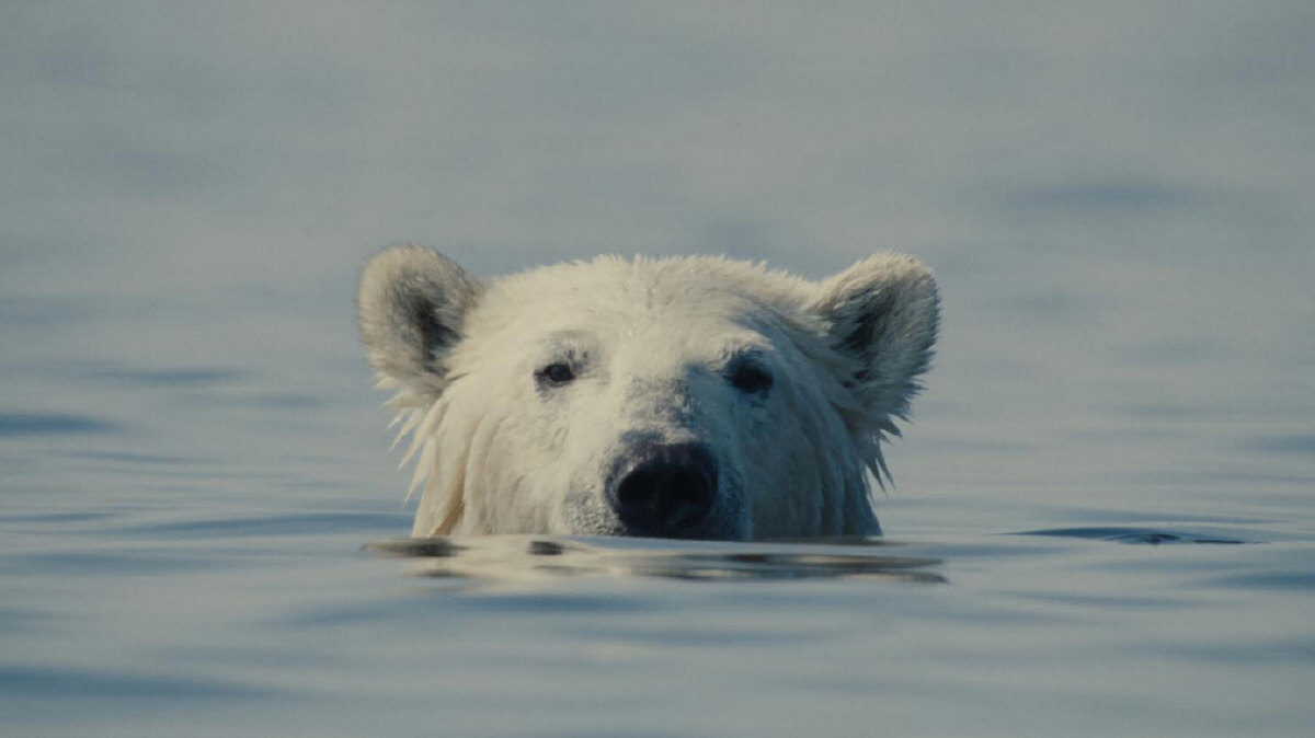 “O Urso Inconveniente” (Nuisance Bear, 2026), de Gabriela Osio Vanden e Jack Weisman - Divulgação